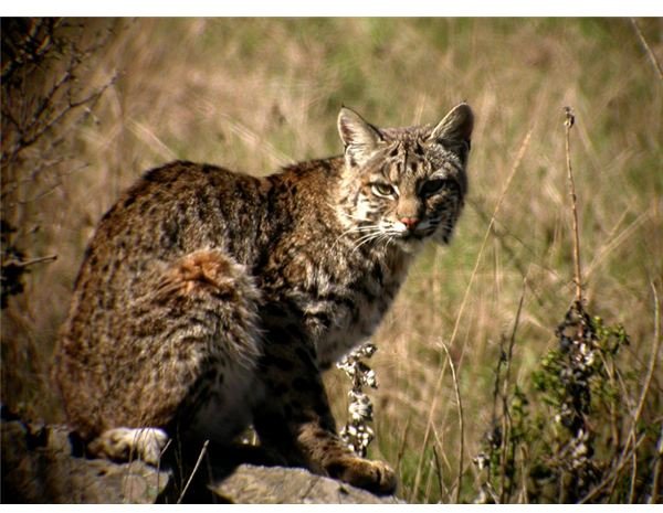 bobcat 3