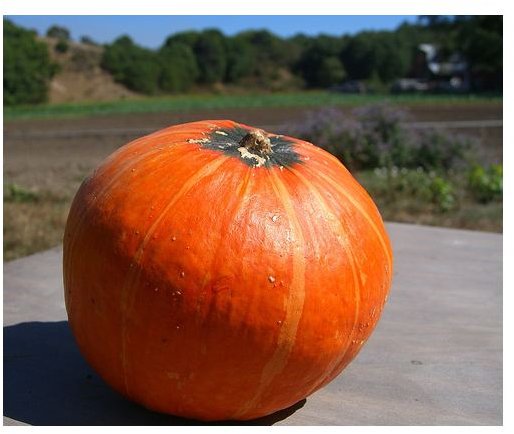 How to Freeze Winter Squash the Easy and Simple Way