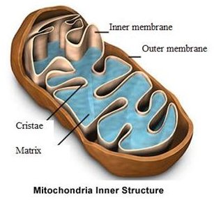 human genetic disorder risk factors