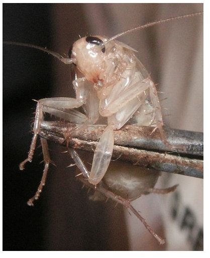 A German cockroach who recently undergone ecdysis (shedding an outer layer of skin)