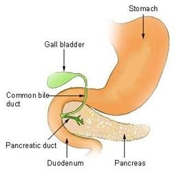 Learn about Whipple Procedure Complications