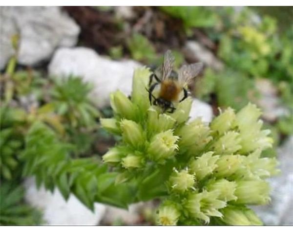 mid-Bee pollinating Sempervirum.ogv