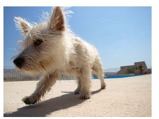 Outdoor dog portraits