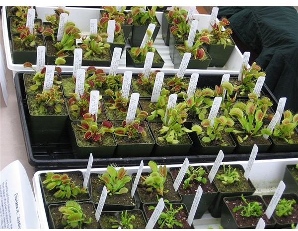 flytraps