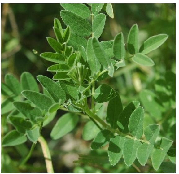 Learn the Benefits of Astragalus Root