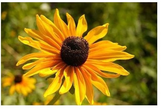 Black-Eyed Susan