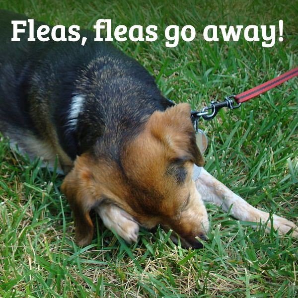 Learn The Natural Way to Kill Fleas and Keep Them Away Without the Use of Pesticides and Harsh Chemicals