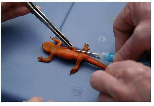 Californaia newt being microchipped by jkirkhart35 on Flickr