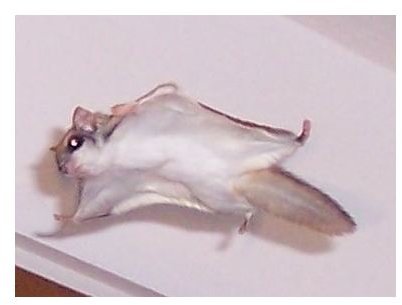 Southern Flying Squirrel in Flight