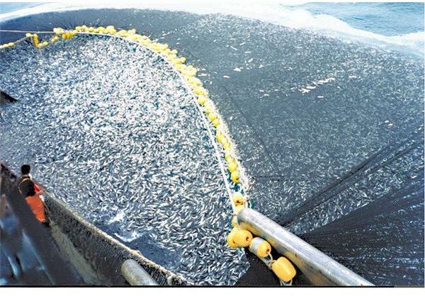 Purse Seine Fishing