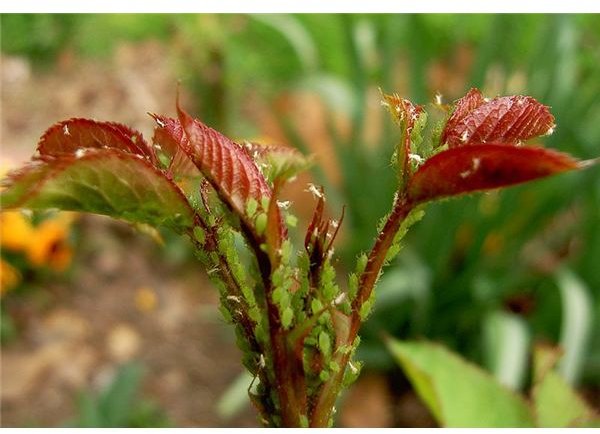 Aphids - Image Credit: Lucis/Public Domain; https://commons.wikimedia.org/wiki/File:Aphids.jpg