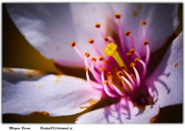 The Reproductive Parts of a Flower - Lesson Plan for ...