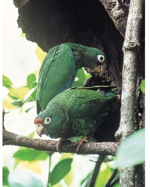 Puerto Rican Parrot Facts: Learn All About this Endangered Beauty