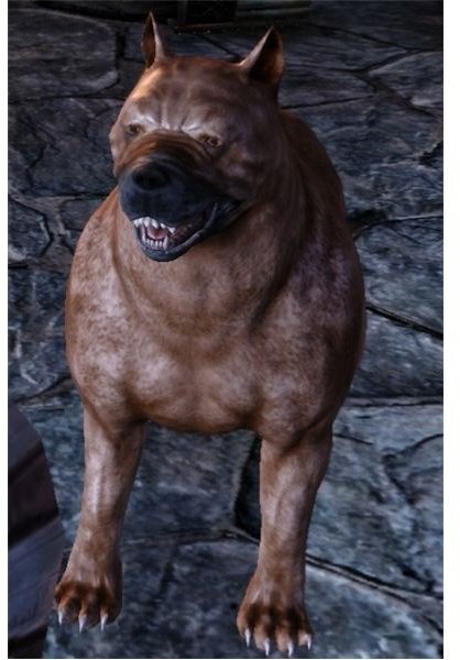 dragon age origins dog