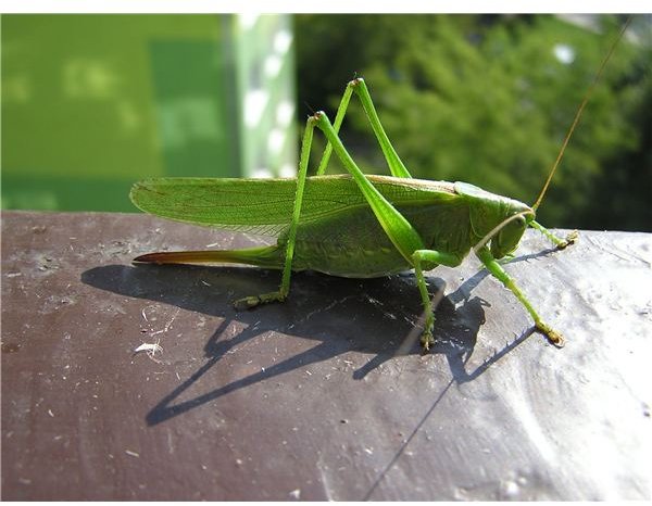 Hop To It! Three Grasshopper Art Projects for Toddlers