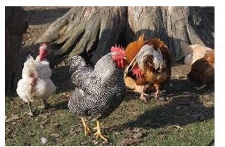 1163566 farmyard chickens