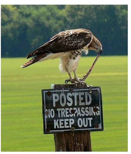 Red-Tailed Hawk Facts: Find Interesting Information on the Red Tail Hawk
