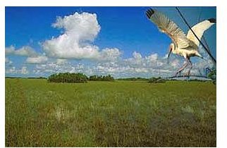 Everglades Precipitation Levels on Average: What are the Environmental Effects and What is Being Done?