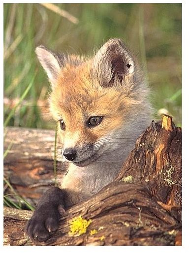 Baby Red Fox