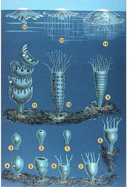 Life Cycle of a Jellyfish (#1 larvae, #11 ephyra leaving the polyp, #14 medusa)