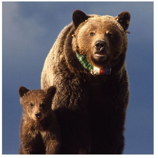 Female Grizzly Bear with Cub in Yellowstone National Park (mom wearing a radio neckband)