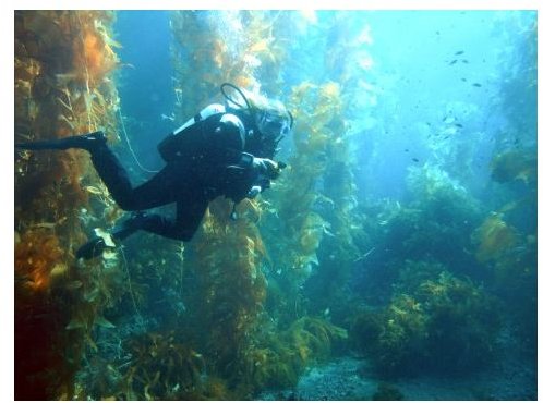 A scuba diver in a kelp forest