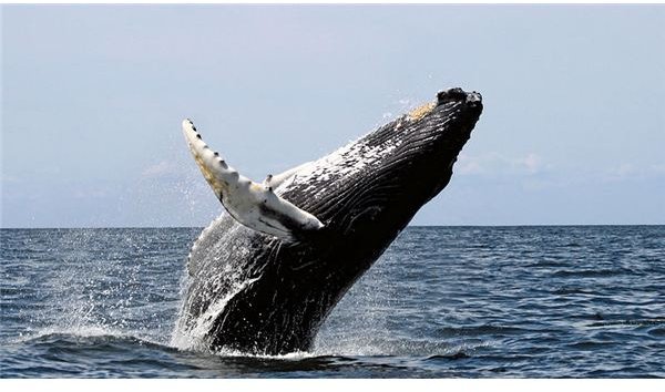 Factors Causing the Endangered Species Humpack Whale- Whaling, Pollution, & Global Warming