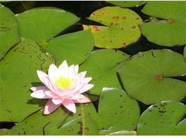 water lily and frog