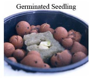 Germinated Seedling in Net Pot