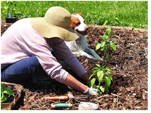What is the Best Environmentally Friendly Mulch?