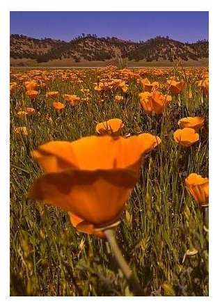 Benefits of California Poppy