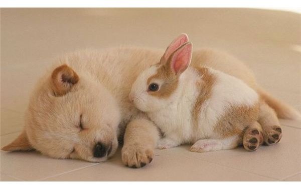 Puppy and Bunny Wallpaper