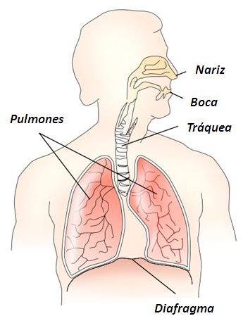 Respiratory system es