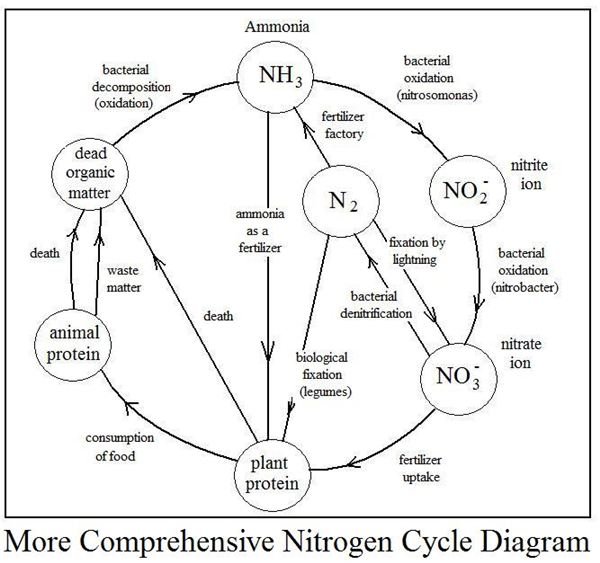 A Nitrogen Cycle Diagram