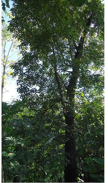 337px-Narra tree (Pterocarpus indicus)