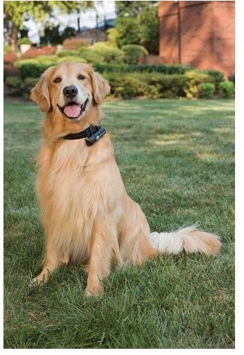 PetSafe GPS Dog Collar