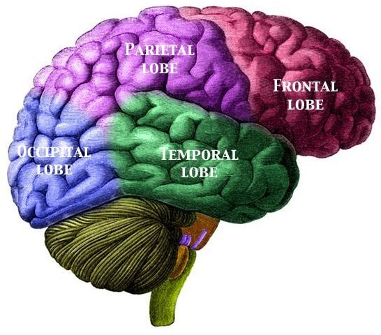 Labeled Lobes of the Brain