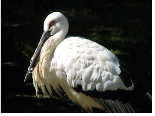 OrientalStork