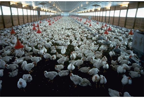 a commercial broiler (meat) chicken operation