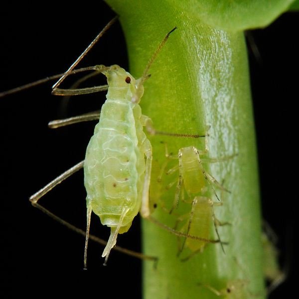 Organic Control of Pea Aphids