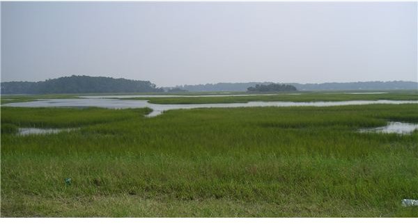 Estuarine Dependent Fish Life Cycle: Introduction and Diagram