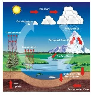 A Water Cycle Diagram Helps to Answer the Question, 'How Does the Water Cycle Work?'