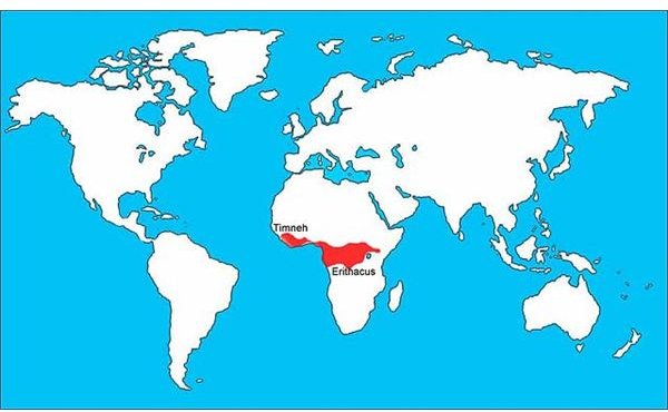 African Grey Global Range