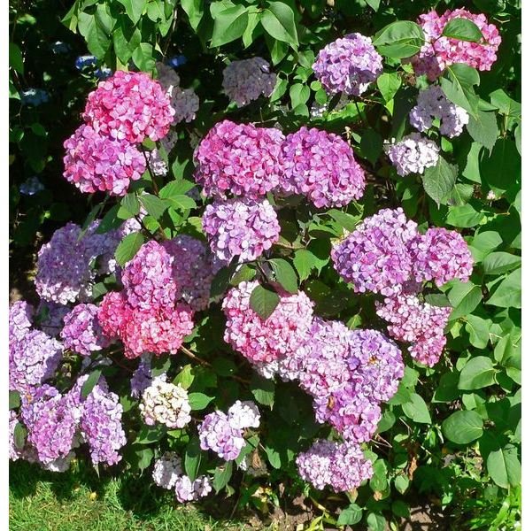 579px-Hydrangea serrata Preziosa 1