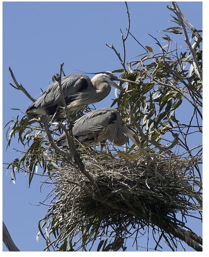 Digital Photography Tutorial: Learn How to Photograph Birds on a Nest
