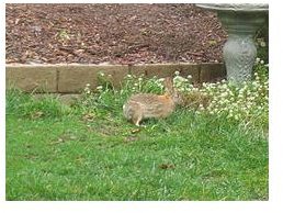 Organic Rabbit Repellent: Garlic and Chillies