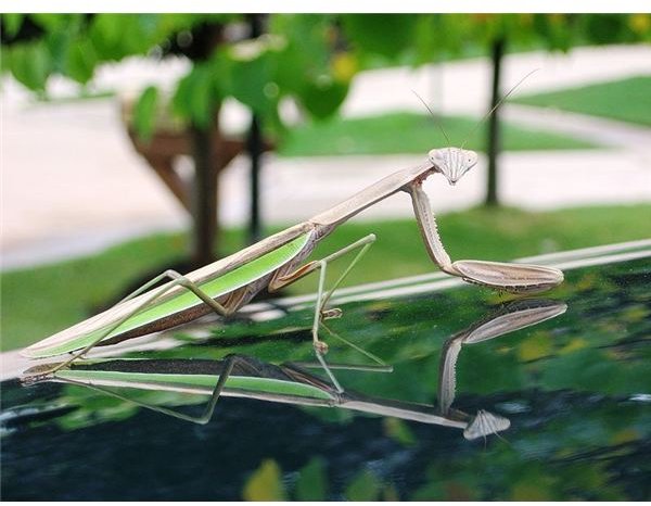 Praying Mantis5 - By DieterMG