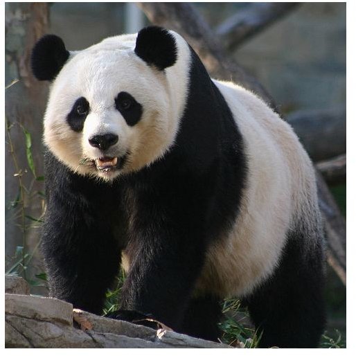 Protecting the Giant Panda - What You Can do to Help