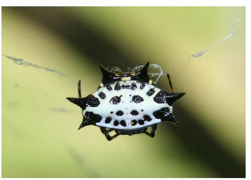 Gastercantha Orb Weaver