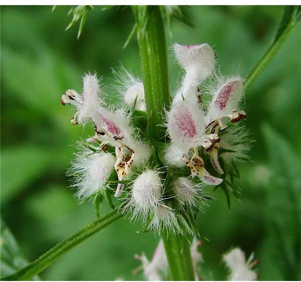 Healing Motherwort Benefits